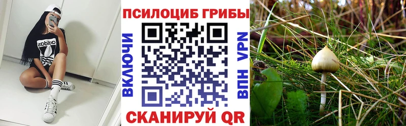 что такое   Олонец  Галлюциногенные грибы Psilocybe 