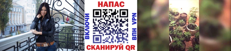 Шишки марихуана VHQ  купить наркоту  Олонец 